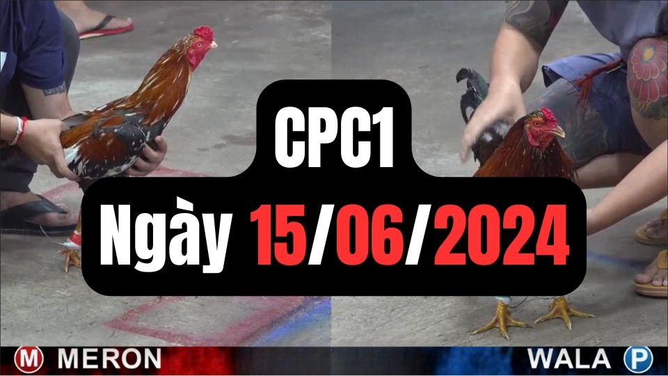 Tổng hợp video đá gà CPC1 | 15-06-2024