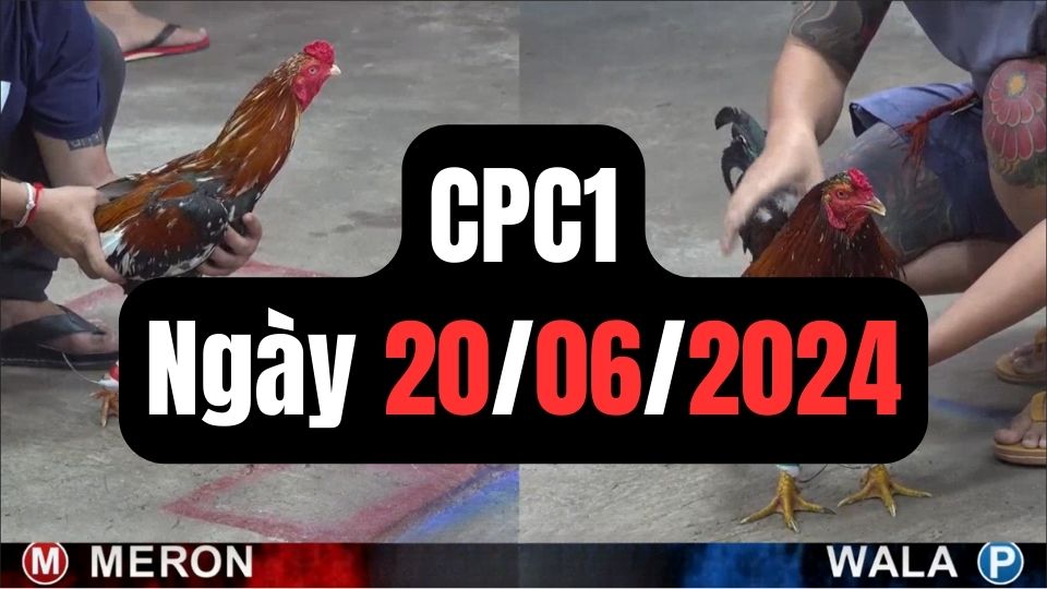 Tổng hợp video đá gà CPC1 | 20-06-2024