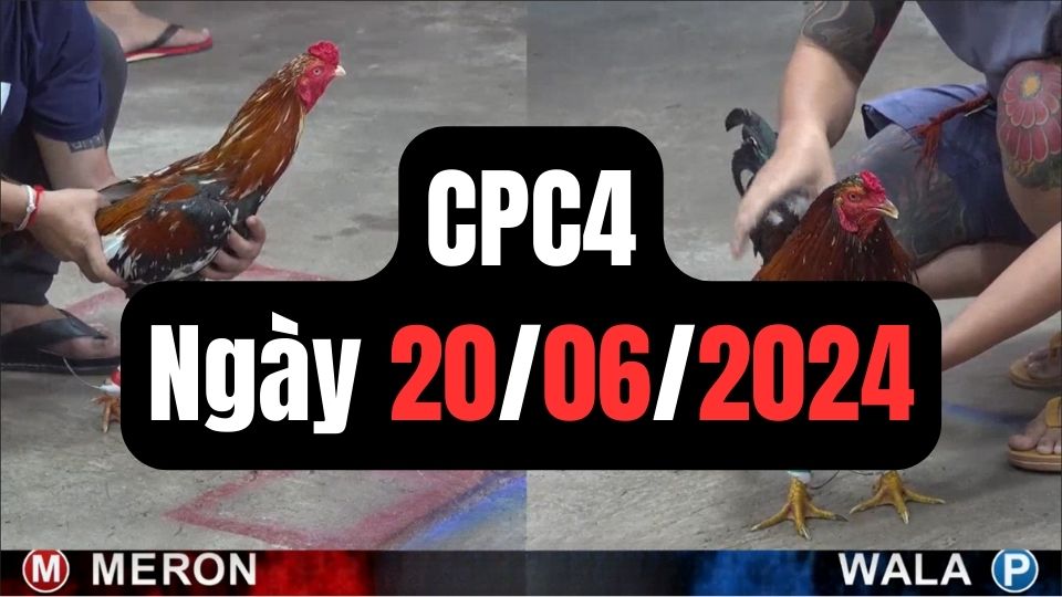 Tổng hợp video đá gà CPC4 | 20-06-2024