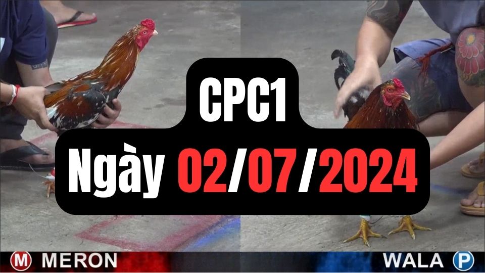 Tổng hợp video đá gà CPC1 | 02-07-2024