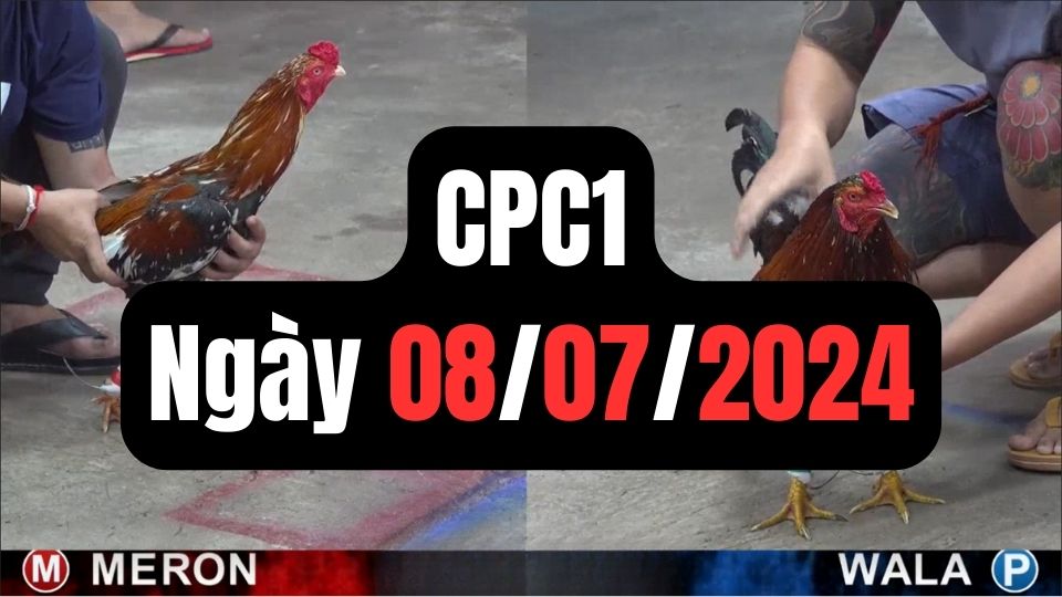 Tổng hợp video đá gà CPC1 | 08-07-2024