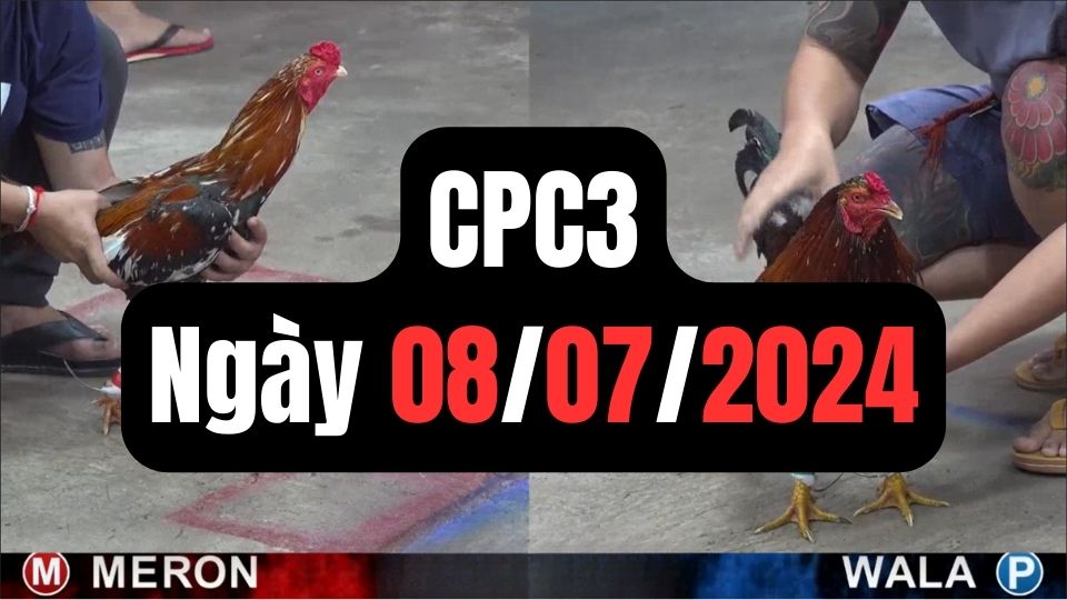 Tổng hợp video đá gà CPC3 | 08-07-2024