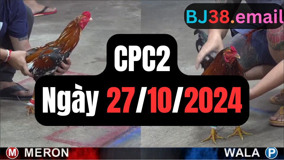 Tổng hợp video đá gà CPC2 | 27-10-2024