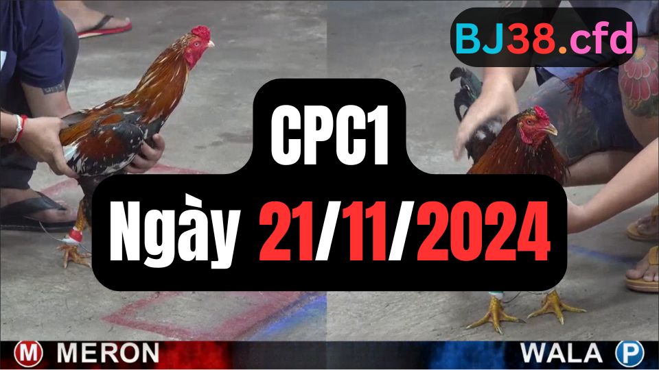 Tổng hợp video đá gà CPC1 | 21-11-2024