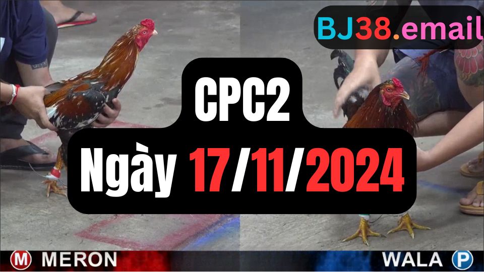 Tổng hợp video đá gà CPC2 | 17-11-2024