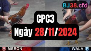 Tổng hợp video đá gà CPC3 | 28-11-2024