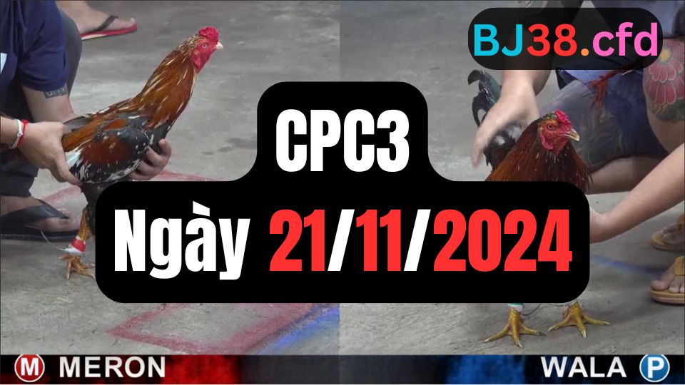 Tổng hợp video đá gà CPC3 | 21-11-2024