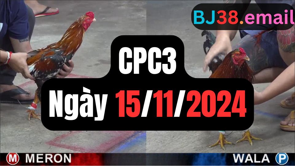 Tổng hợp video đá gà CPC3 | 15-11-2024