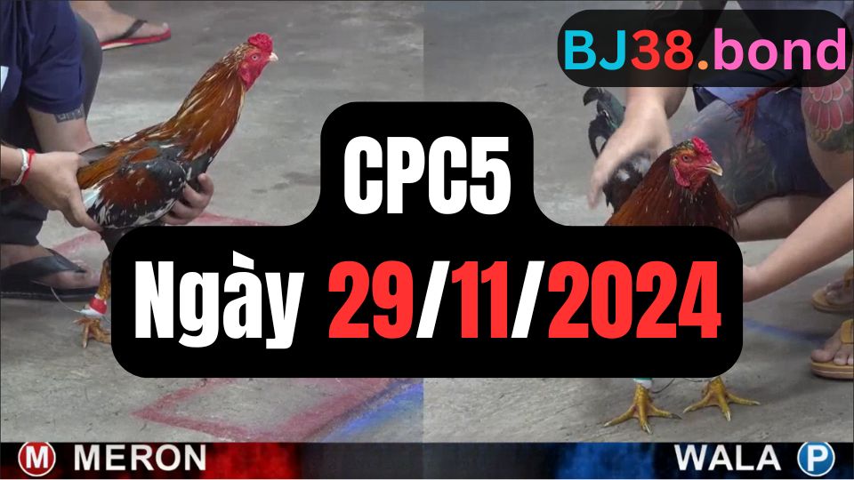 Tổng hợp video đá gà CPC5 | 29-11-2024