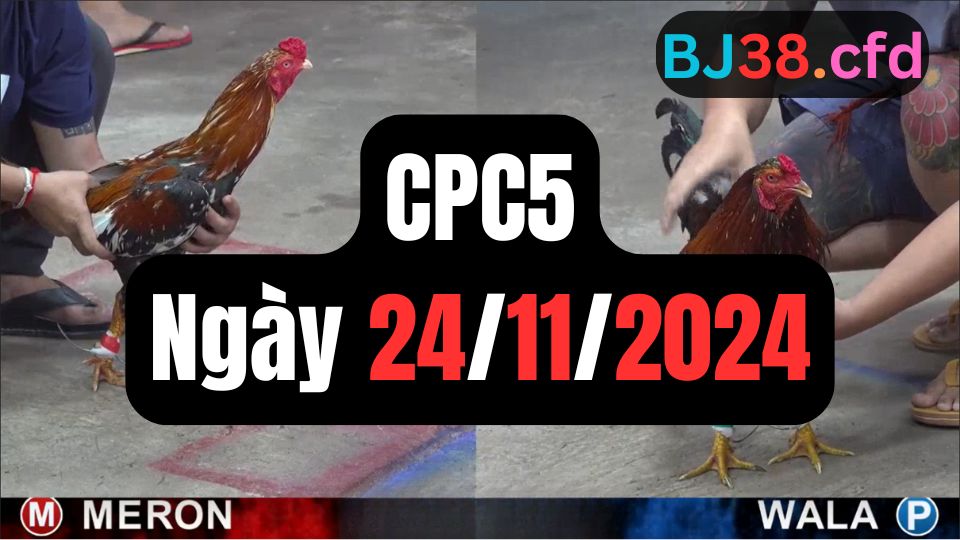 Tổng hợp video đá gà CPC5 | 24-11-2024